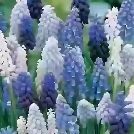 Muscari